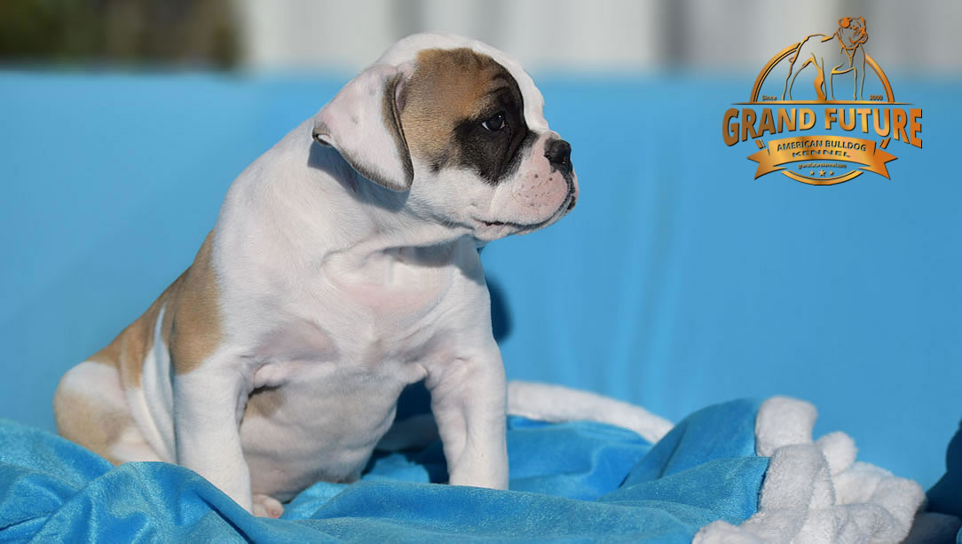 American Bulldog - GRAND FUTURE ELYSIUM