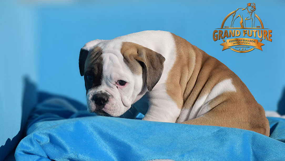 American Bulldog - GRAND FUTURE ELYSIUM