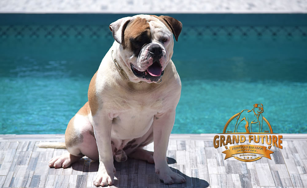 American Bulldog - GRAND FUTURE ELYSIUM