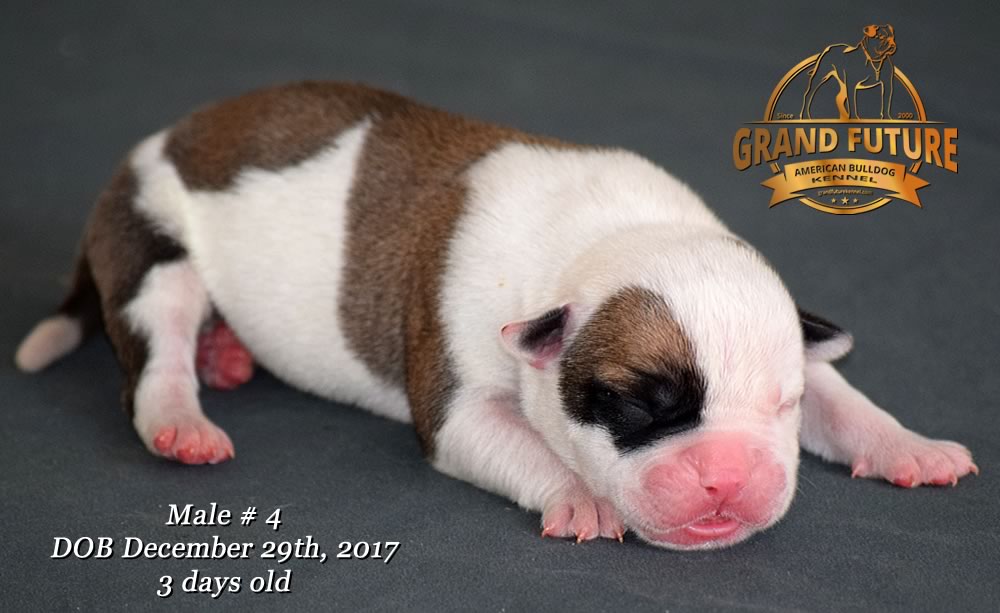 American Bulldog - GRAND FUTURE ELYSIUM