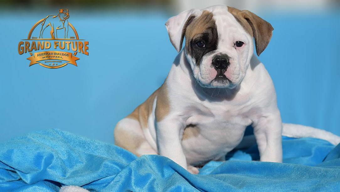 American Bulldog - GRAND FUTURE ELYSIUM