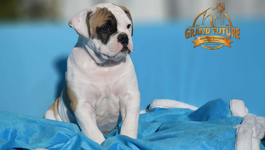 American Bulldog - GRAND FUTURE ELYSIUM