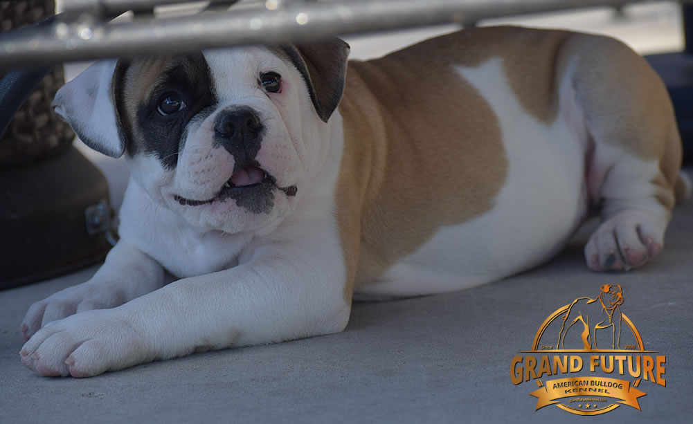 American Bulldog - GRAND FUTURE ELYSIUM