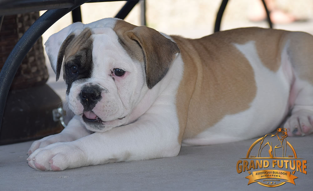 American Bulldog - GRAND FUTURE ELYSIUM