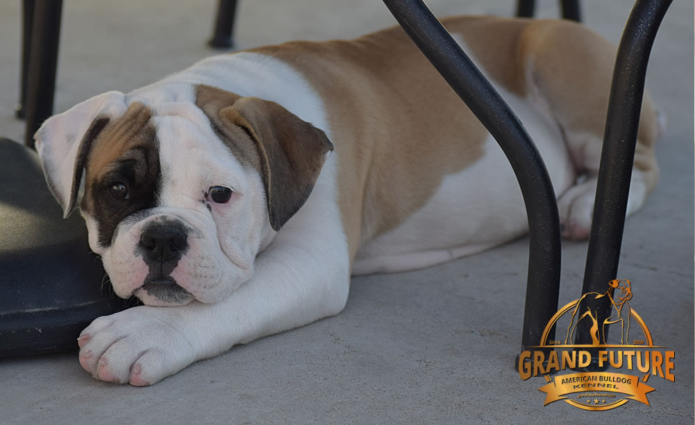 American Bulldog - GRAND FUTURE ELYSIUM