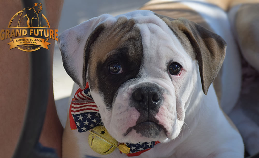 American Bulldog - GRAND FUTURE ELYSIUM