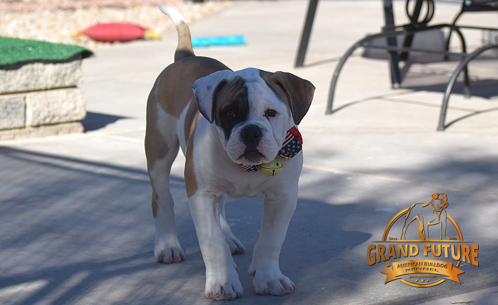 American Bulldog - GRAND FUTURE ELYSIUM