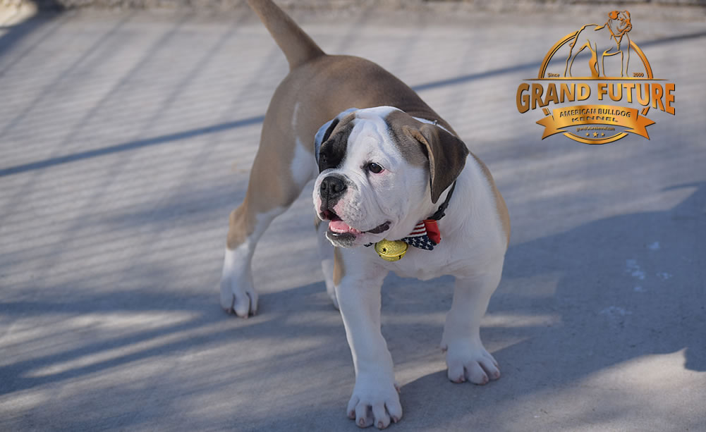 American Bulldog - GRAND FUTURE ELYSIUM