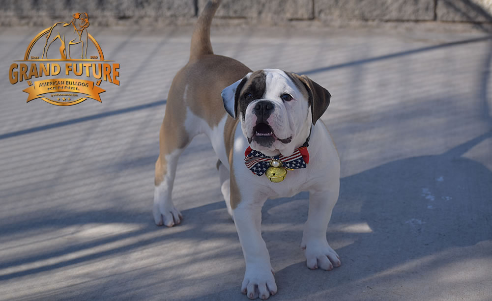 American Bulldog - GRAND FUTURE ELYSIUM