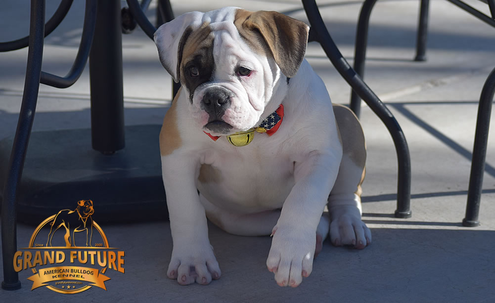 American Bulldog - GRAND FUTURE ELYSIUM