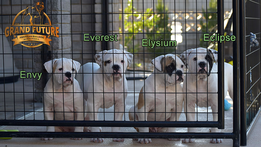 American Bulldog - GRAND FUTURE ELYSIUM