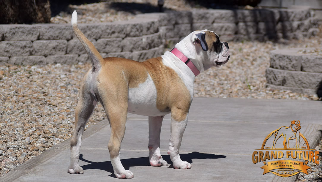 American Bulldog - GRAND FUTURE ELYSIUM