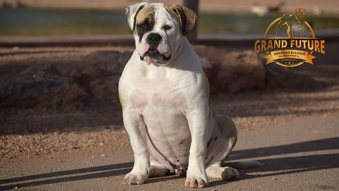 American Bulldog - GRAND FUTURE ELYSIUM