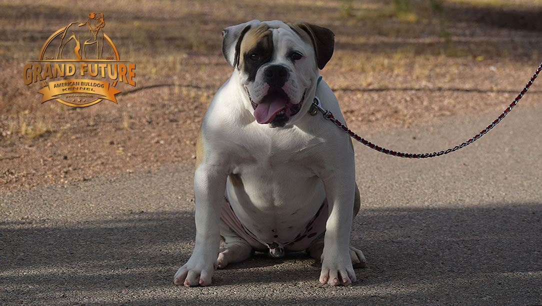 American Bulldog - GRAND FUTURE ELYSIUM