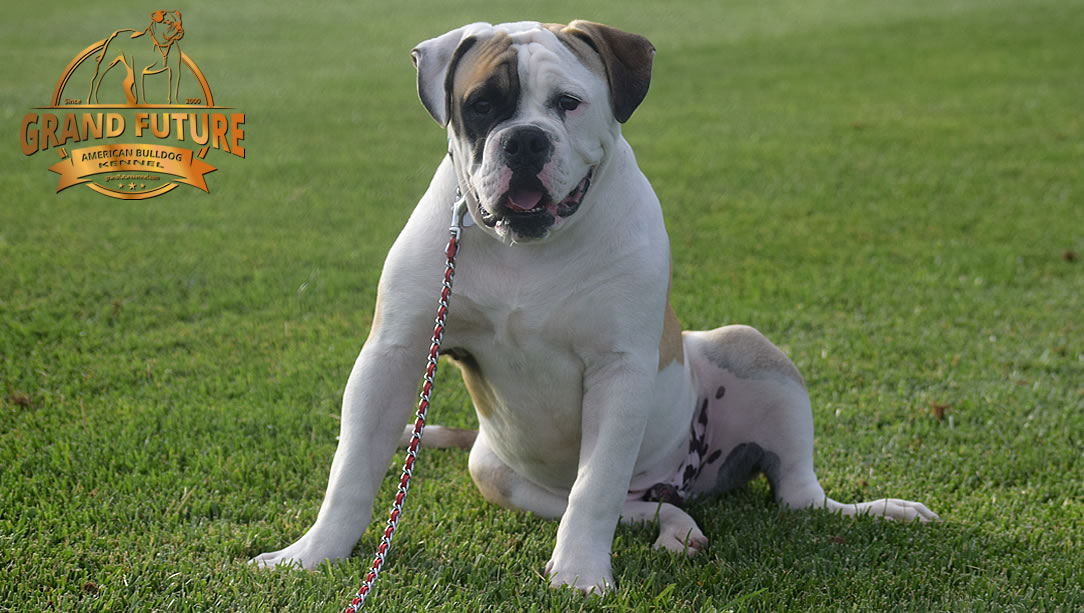 American Bulldog - GRAND FUTURE ELYSIUM