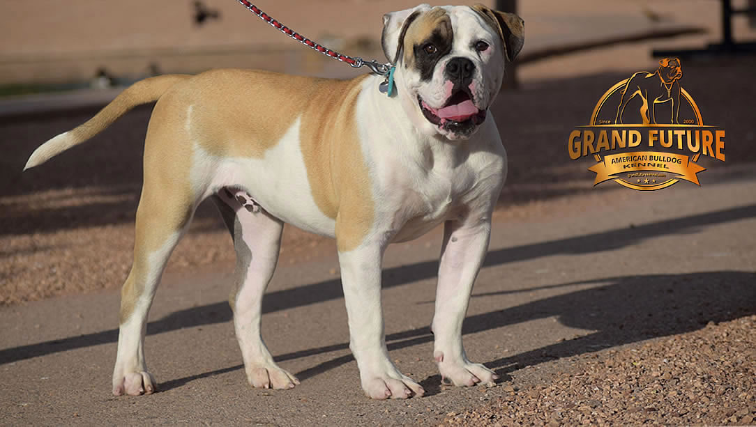 American Bulldog - GRAND FUTURE ELYSIUM