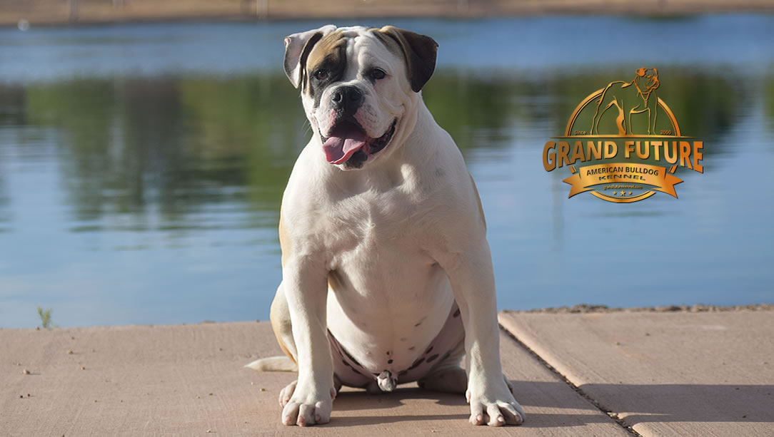 American Bulldog - GRAND FUTURE ELYSIUM