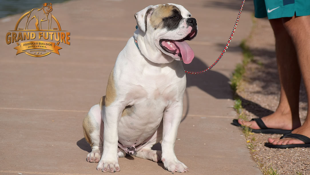 American Bulldog - GRAND FUTURE ELYSIUM