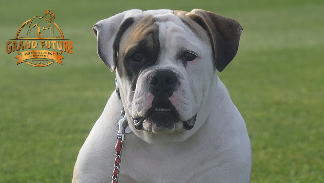 American Bulldog - GRAND FUTURE ELYSIUM