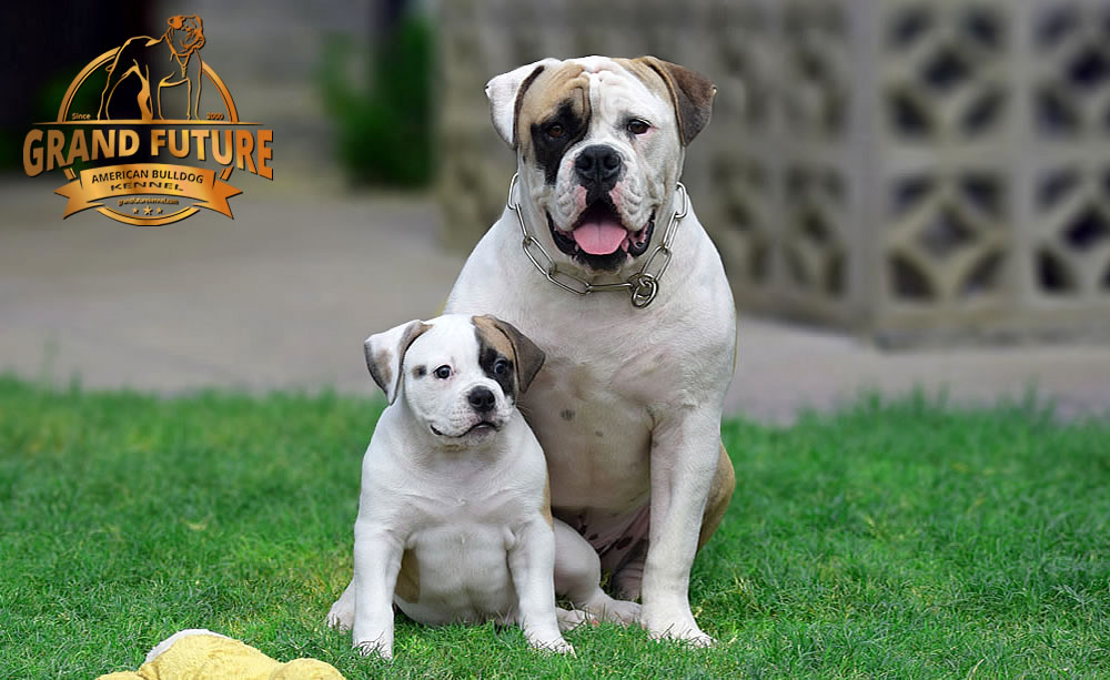 American Bulldog - GRAND FUTURE ELYSIUM