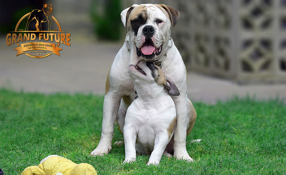 American Bulldog - GRAND FUTURE ELYSIUM