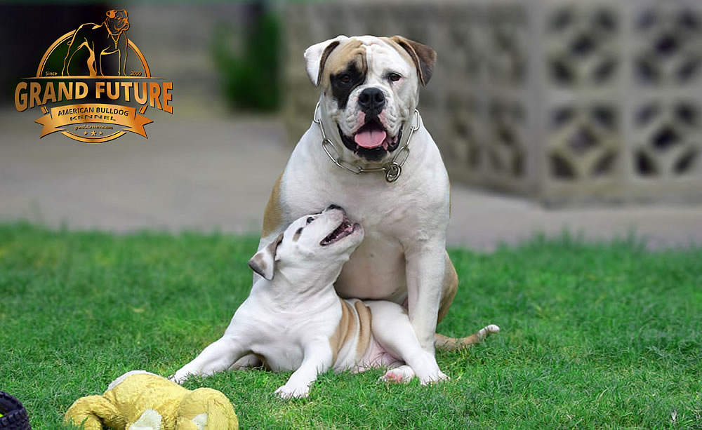 American Bulldog - GRAND FUTURE ELYSIUM