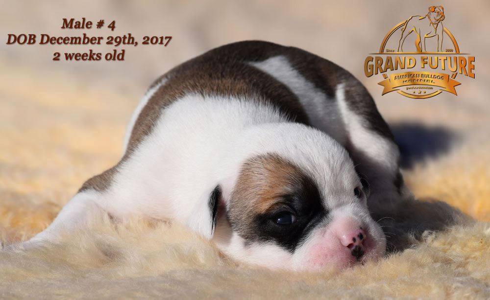 American Bulldog - GRAND FUTURE ELYSIUM