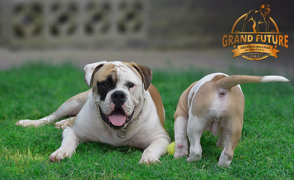 American Bulldog - GRAND FUTURE ELYSIUM