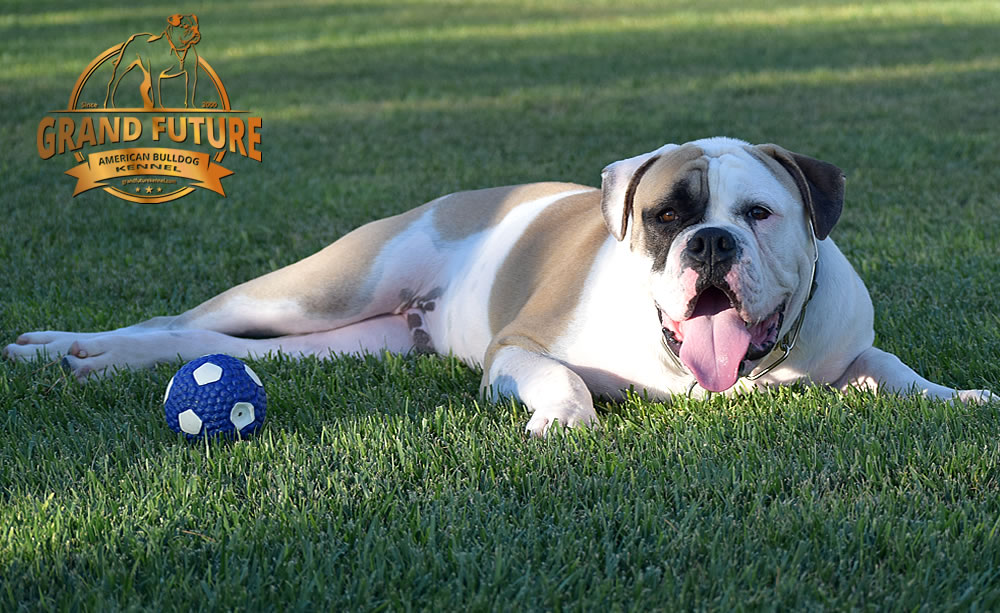 American Bulldog - GRAND FUTURE ELYSIUM