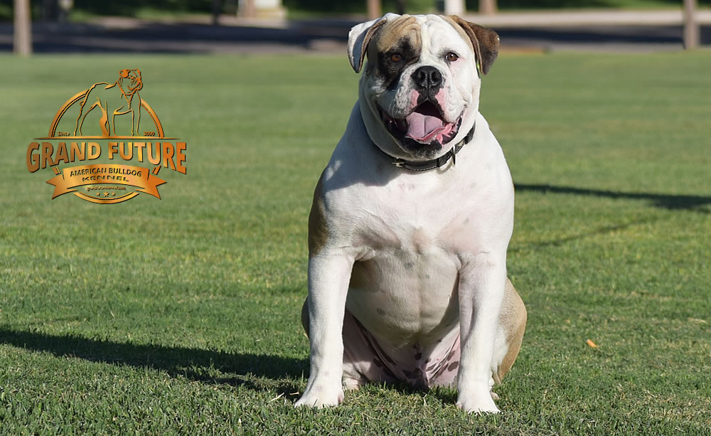 American Bulldog - GRAND FUTURE ELYSIUM