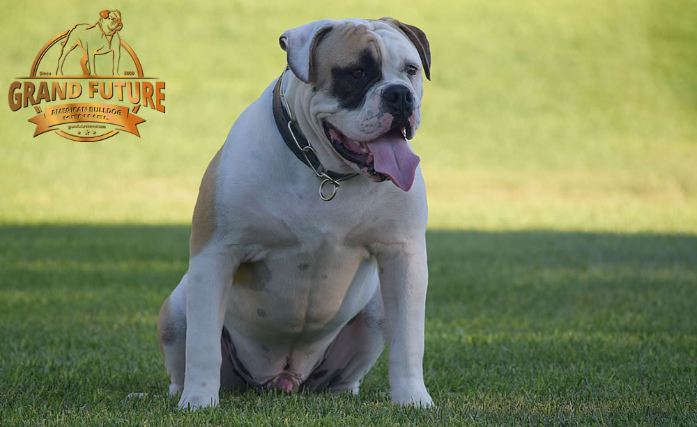 American Bulldog - GRAND FUTURE ELYSIUM