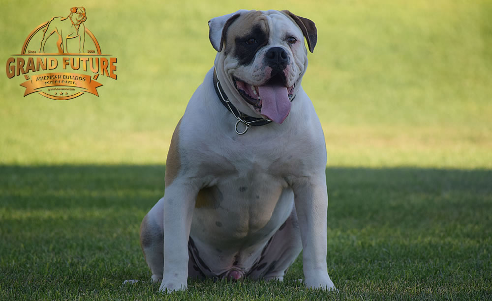 American Bulldog - GRAND FUTURE ELYSIUM