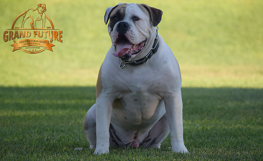 American Bulldog - GRAND FUTURE ELYSIUM