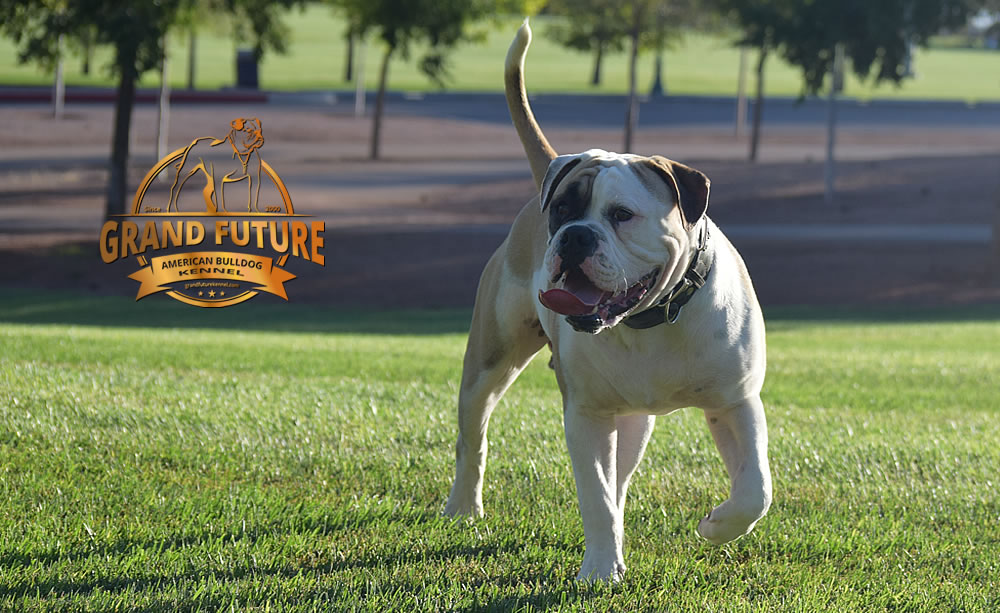 American Bulldog - GRAND FUTURE ELYSIUM