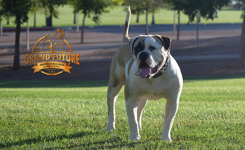 American Bulldog - GRAND FUTURE ELYSIUM