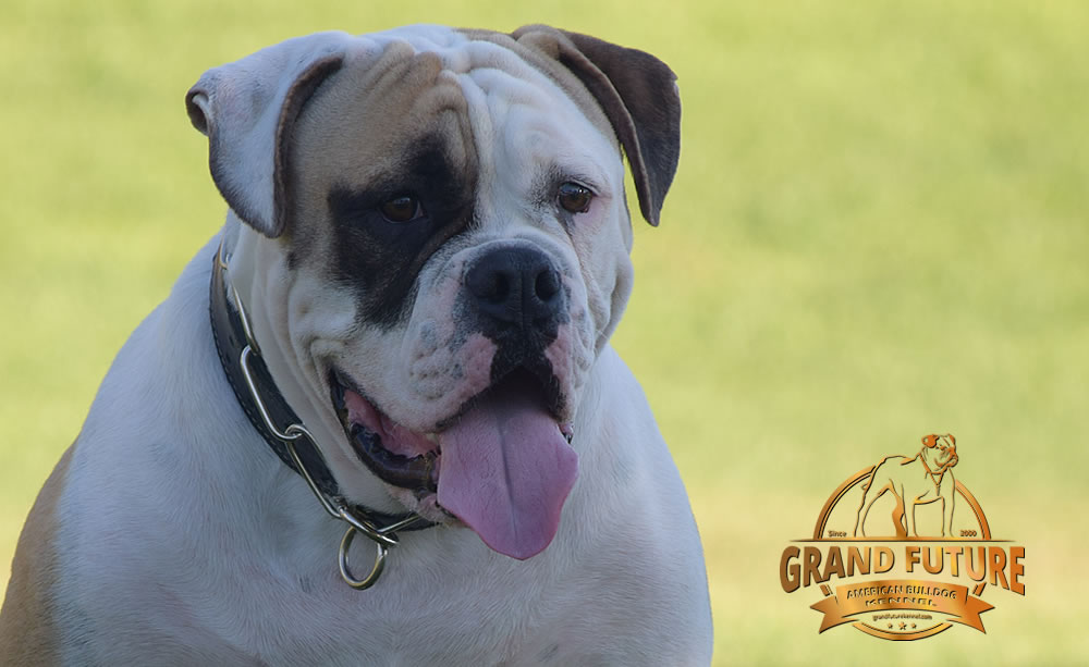 American Bulldog - GRAND FUTURE ELYSIUM