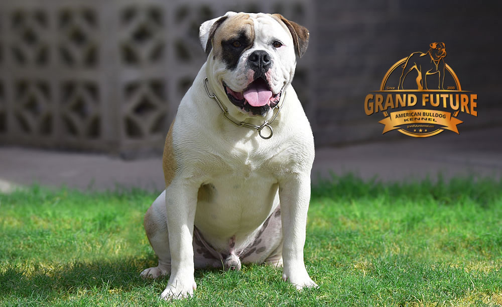 American Bulldog - GRAND FUTURE ELYSIUM