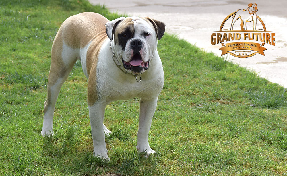 American Bulldog - GRAND FUTURE ELYSIUM