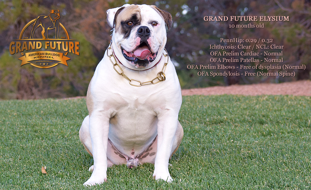 American Bulldog - GRAND FUTURE ELYSIUM