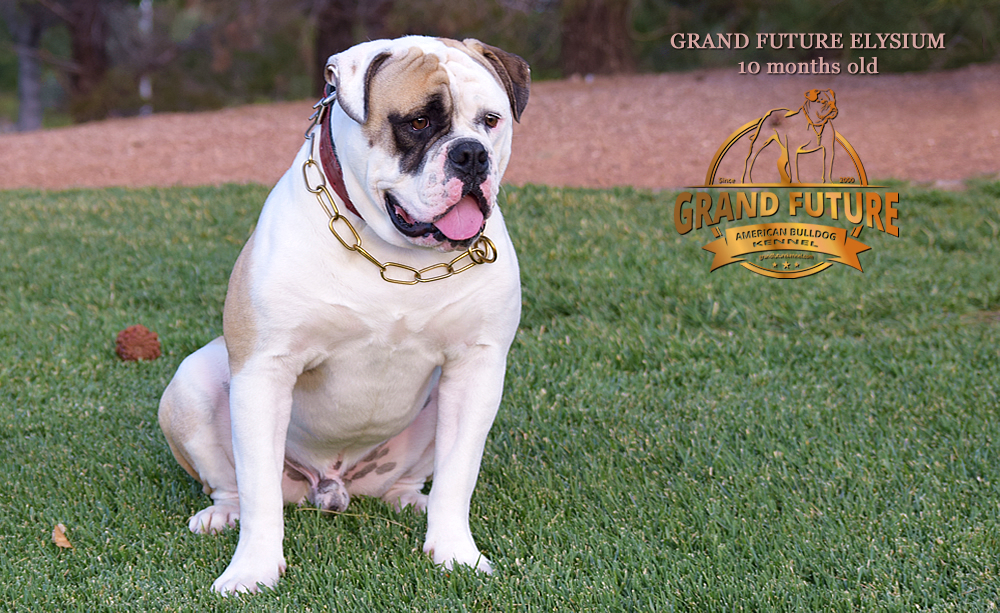 American Bulldog - GRAND FUTURE ELYSIUM