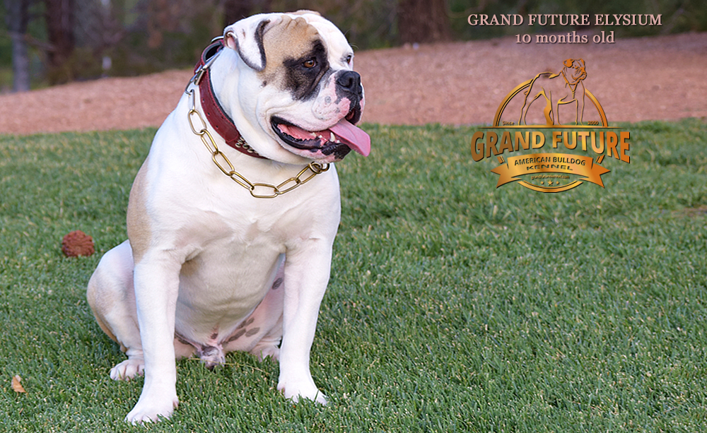 American Bulldog - GRAND FUTURE ELYSIUM