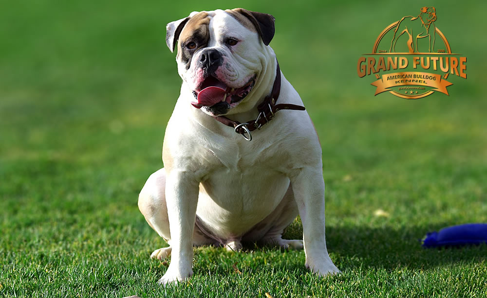 American Bulldog - GRAND FUTURE ELYSIUM