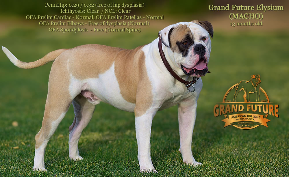 American Bulldog - GRAND FUTURE ELYSIUM