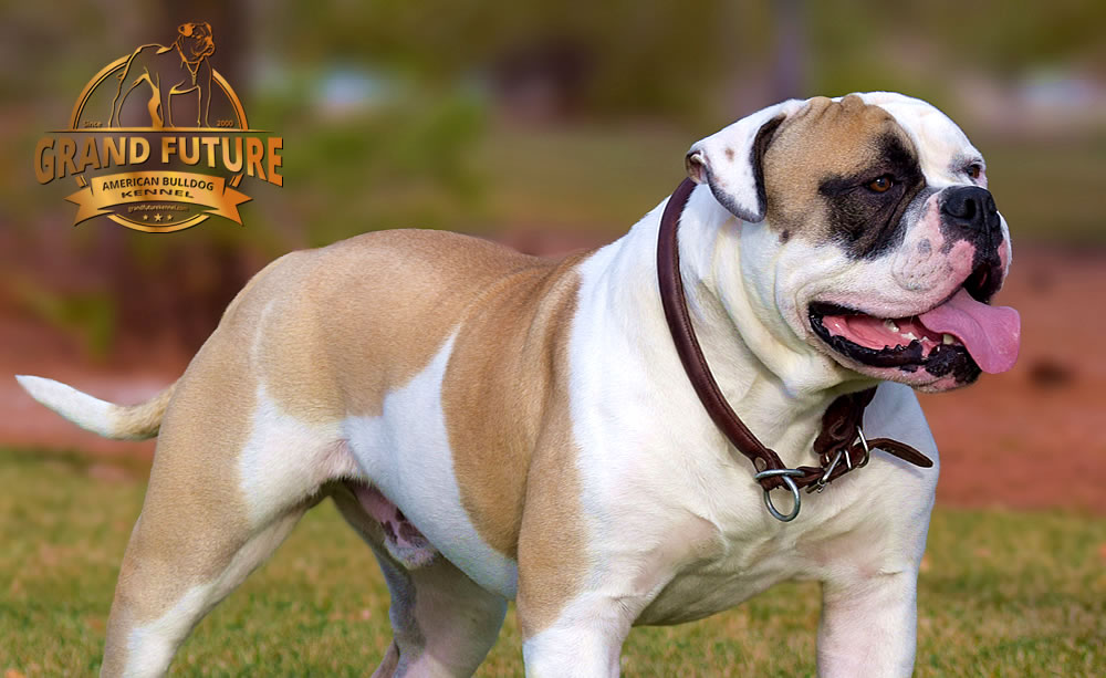 American Bulldog - GRAND FUTURE ELYSIUM