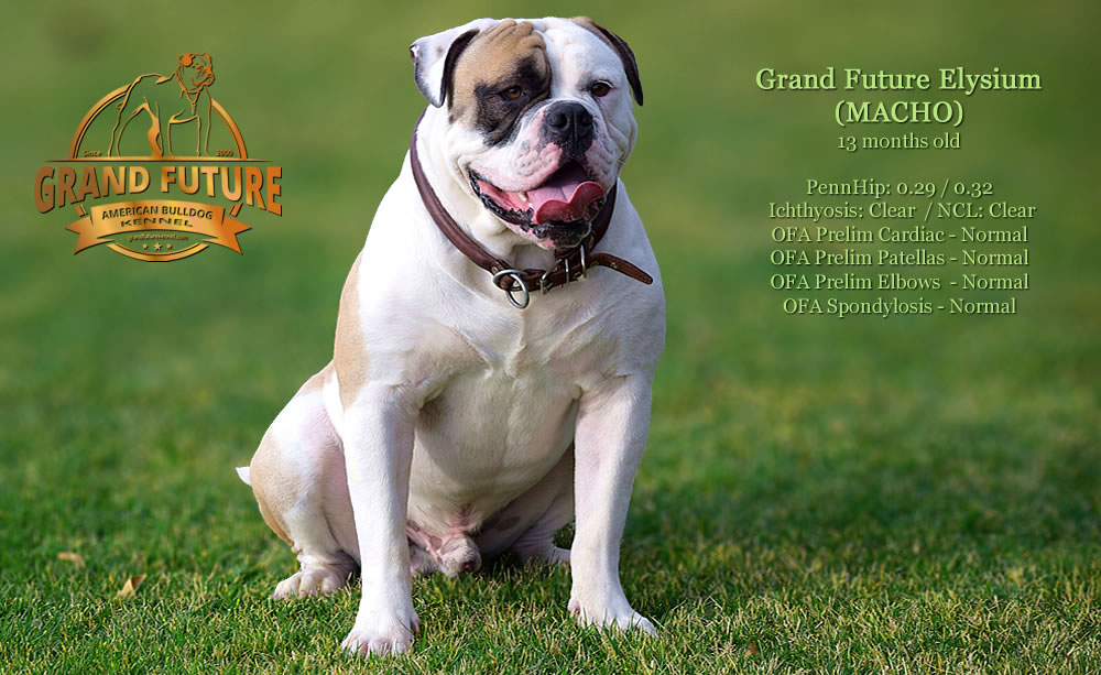 American Bulldog - GRAND FUTURE ELYSIUM