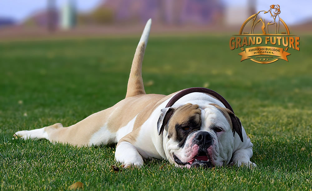 American Bulldog - GRAND FUTURE ELYSIUM