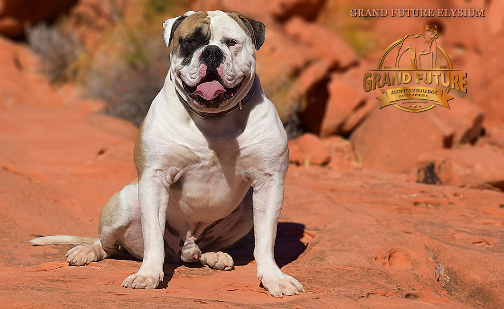 American Bulldog - GRAND FUTURE ELYSIUM