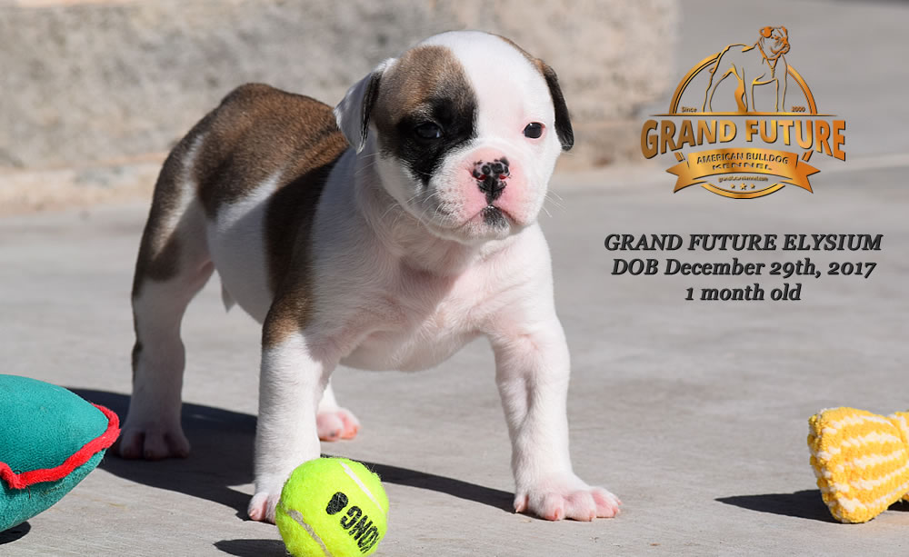 American Bulldog - GRAND FUTURE ELYSIUM