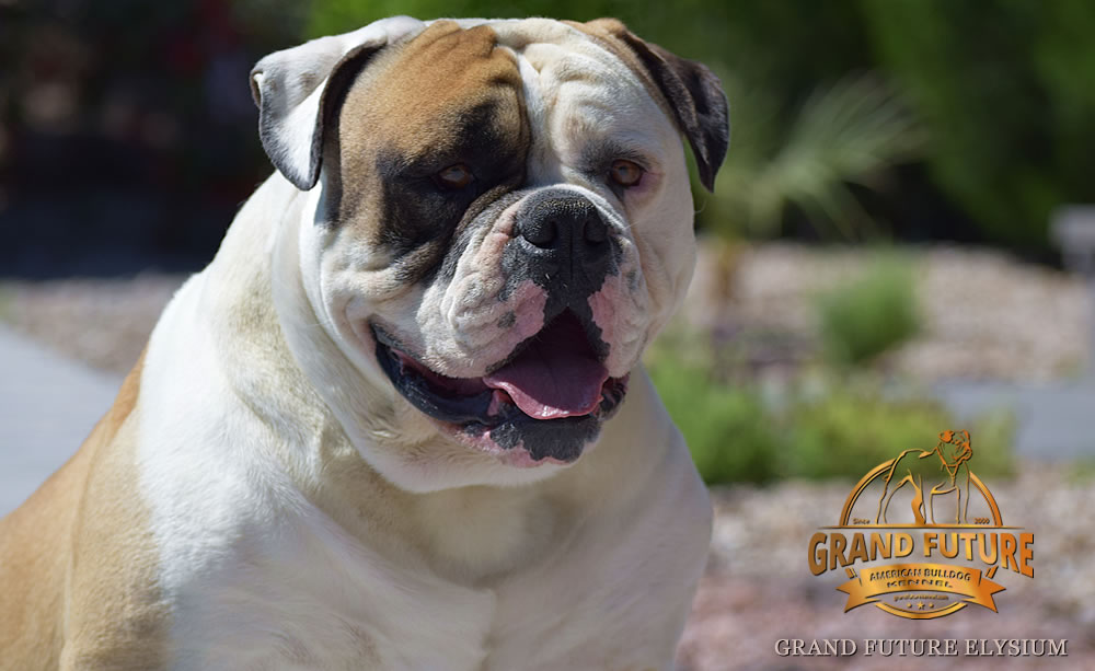 American Bulldog Stud - GRAND FUTURE ELYSIUM