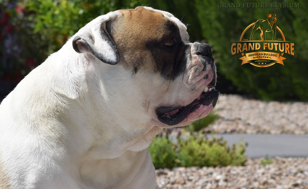 American Bulldog Stud - GRAND FUTURE ELYSIUM